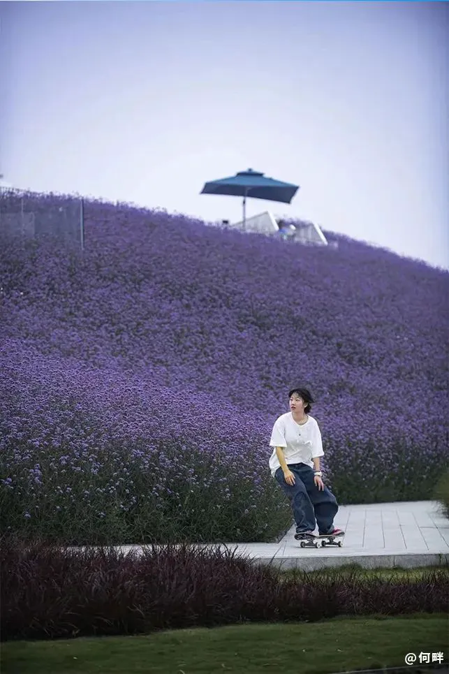 哪里能找到分卫的技术分析视频_1
